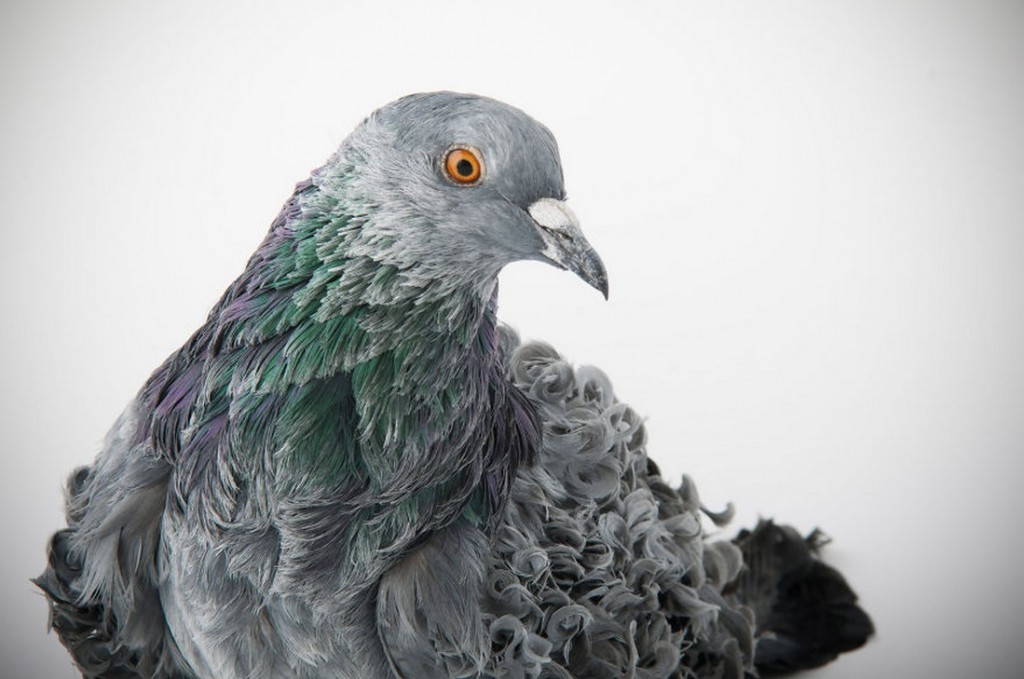 pombo